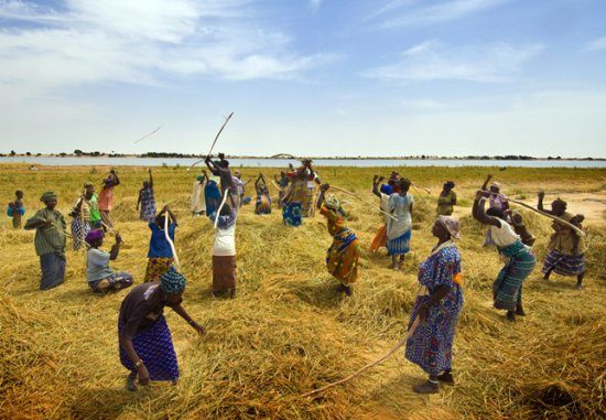 Consommation du riz local : Le gouvernement appelé à soulager les peines des producteurs