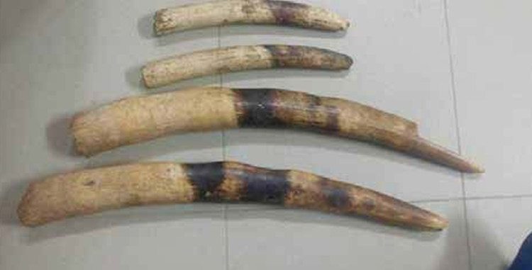 Tribunal de Natitingou : Un trafiquant d’ivoires condamné à 48 mois de prison et 3,3 millions Fcfa