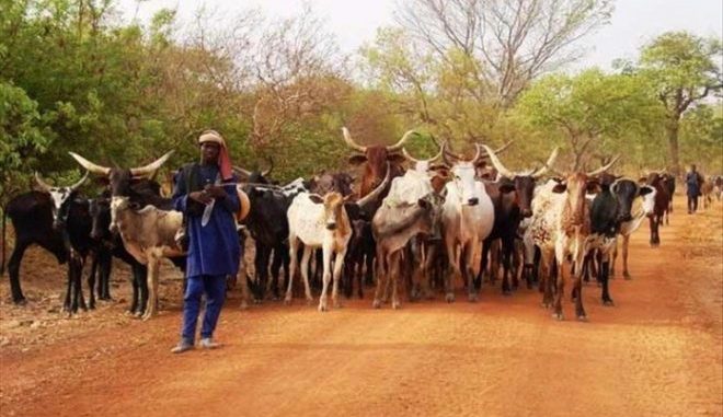 Passage des éleveurs nomades dans les champs: La corruption, terreau de la transhumance
