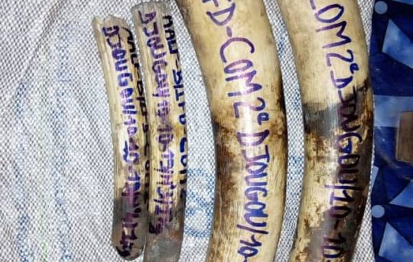 Pour trafic de trophées d’éléphants : Trois présumés trafiquants arrêtés avec 14 kg d’ivoires à Djougou