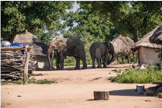 Divagation des animaux sauvages en agglomération Un éléphant cause 02 morts et des dégâts à Kandi