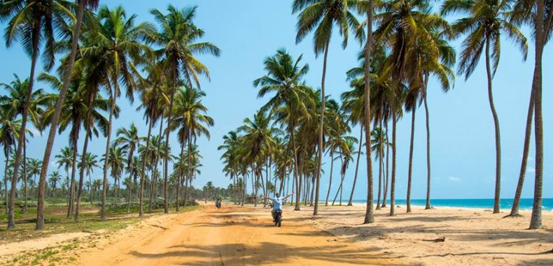 Environnement Le gouvernement interdit l’abattage des cocotiers sans autorisation