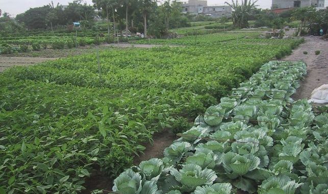 Agriculture péri urbaine au Bénin:Le maraîchage ou culture à plein temps à valoriser